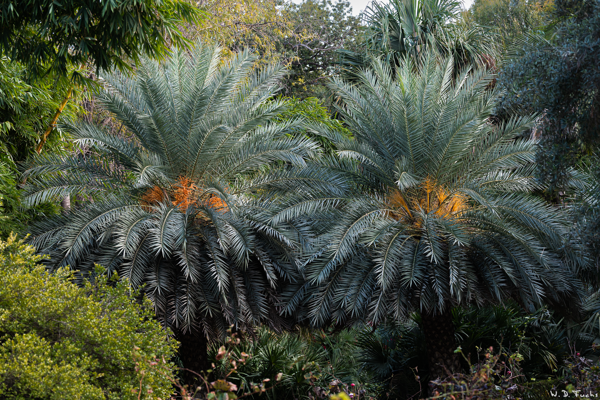 Botánico